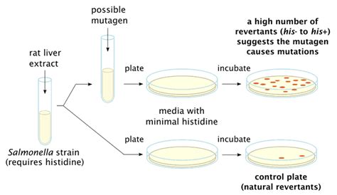 ames test results interpretations|Ames Test: Principle, Procedure, Result Interpretation, Applications.